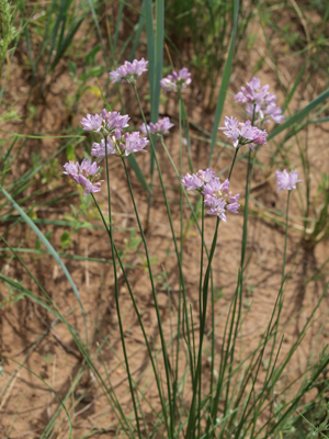 Allium bidentatum