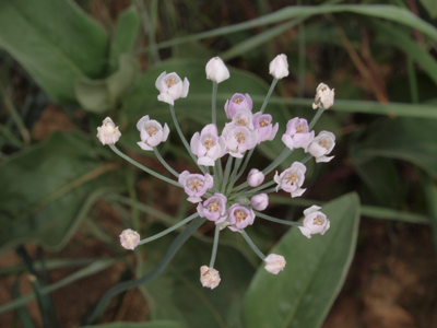 Allium sp.