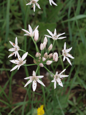 Allium sp