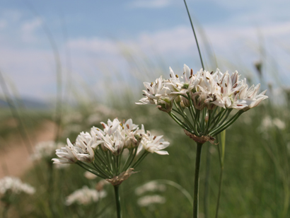 Allium ramosum