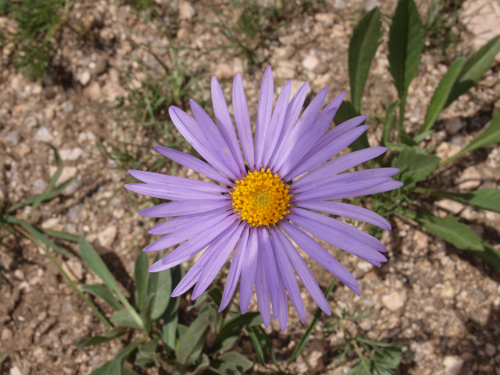 Aster