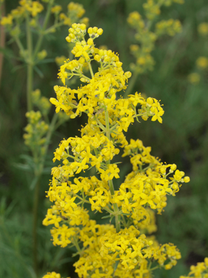 Bupleurum bicaule