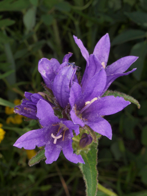 Campanula