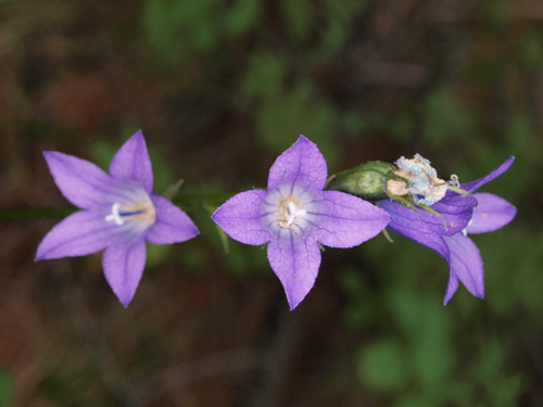 Campanula