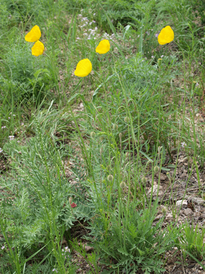 Papaver