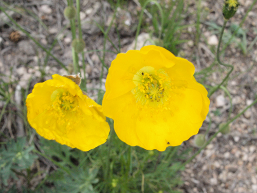 Papaver