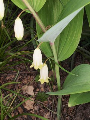 Polygonatum