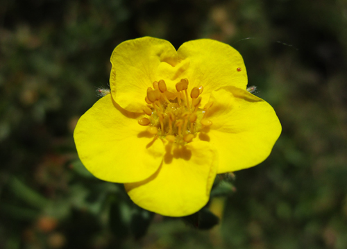 Potentilla