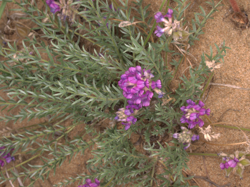 Vicia costata