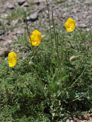 Papaver saichanense