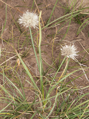 Allium leucocephalum