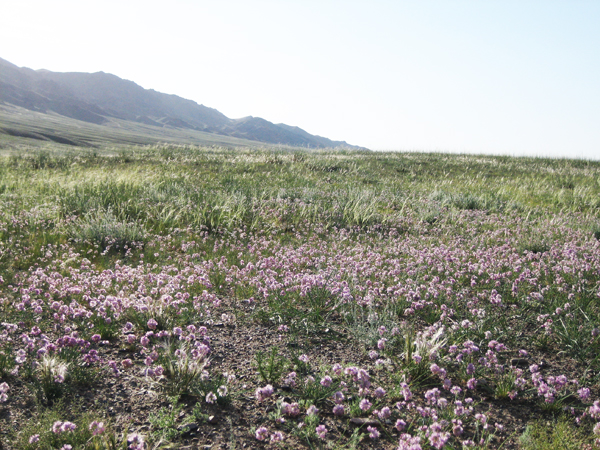 mixed community of A. mongolicum and polyrhizum