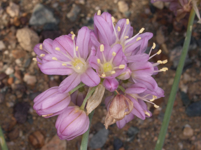 Allium mongolicum