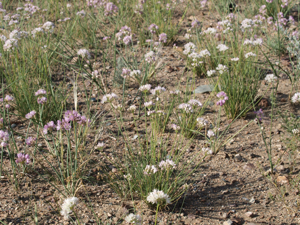 mixed community of A. mongolicum and polyrhizum