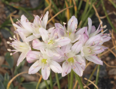 Allium polyrhizum