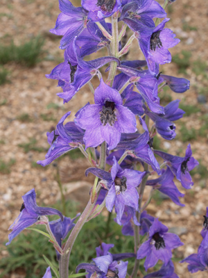 Delphinium grandiflorum