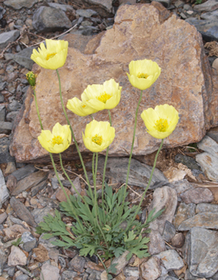 Papaver nudicaule